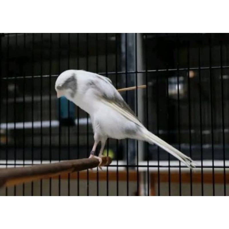 KENARI F3 PANDA JANTAN  JAMINAN PALING MURAH