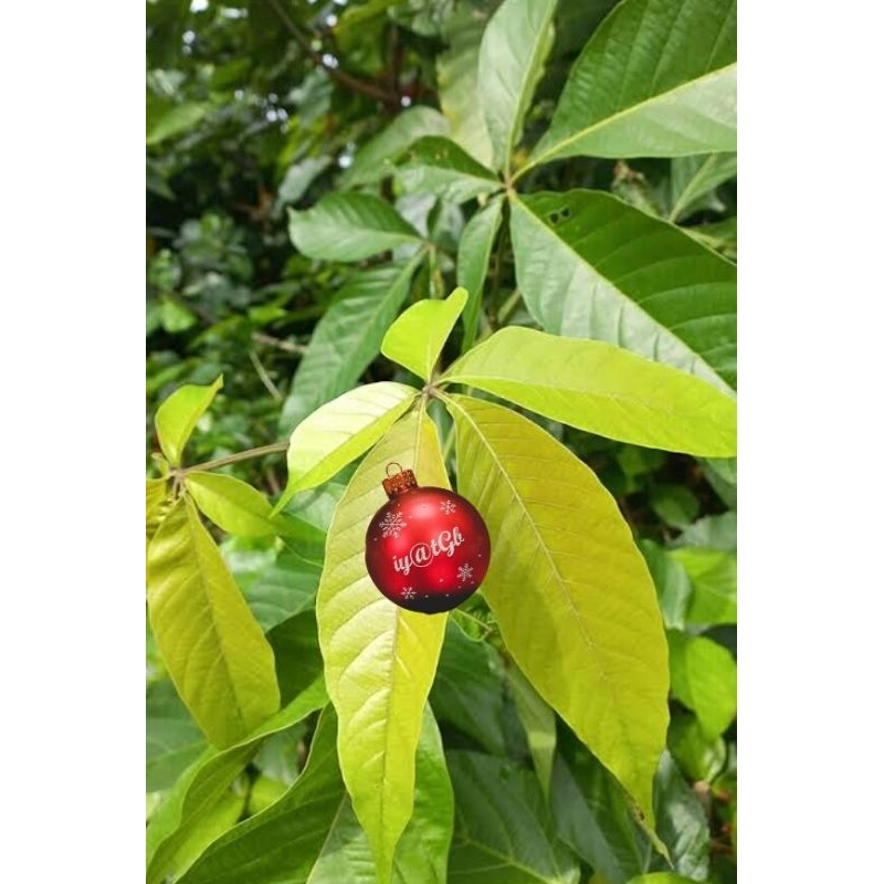 

daun pohon Laban segar | kulit pohon Laban segar per 250g