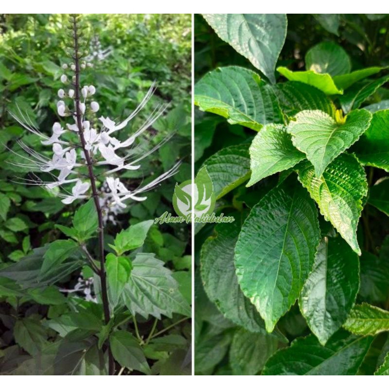 

Obat Batu Ginjal Daun Kumis Kucing dan Keji Beling Segar PROMO PAKET HEMAT