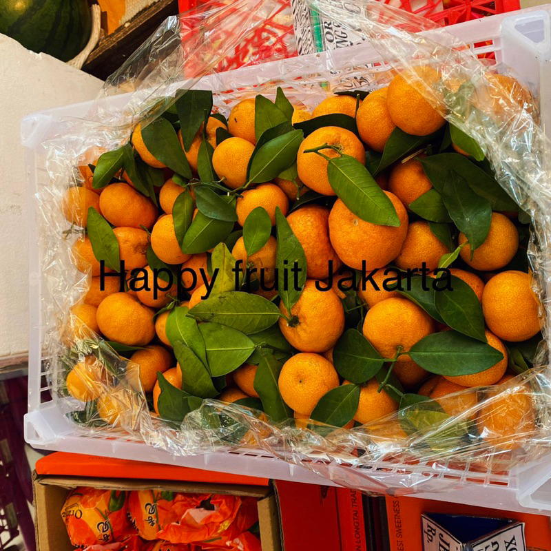 

Jeruk shatang asli keranjang | jeruk santang tampa biji fresh Box 6 kg