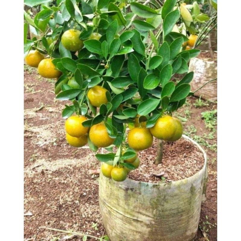 BIBIT JERUK ES BERBUAH / JERUK WEDANG (KASTURI, MONDE) JERUK MINUMAN