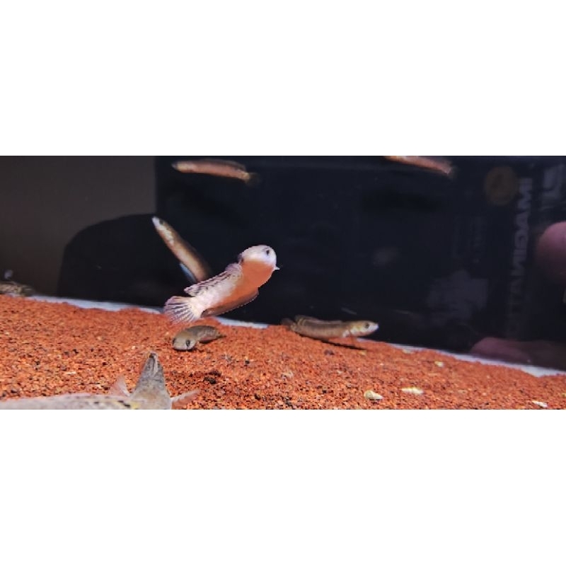 channa bleheri 7-8 cm