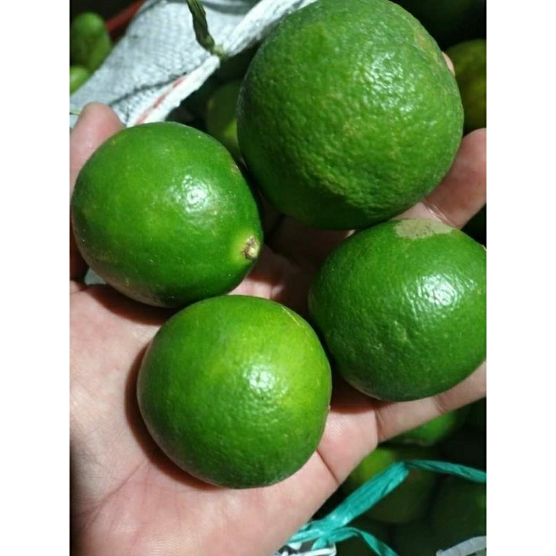 

jeruk nipis segar banyak air