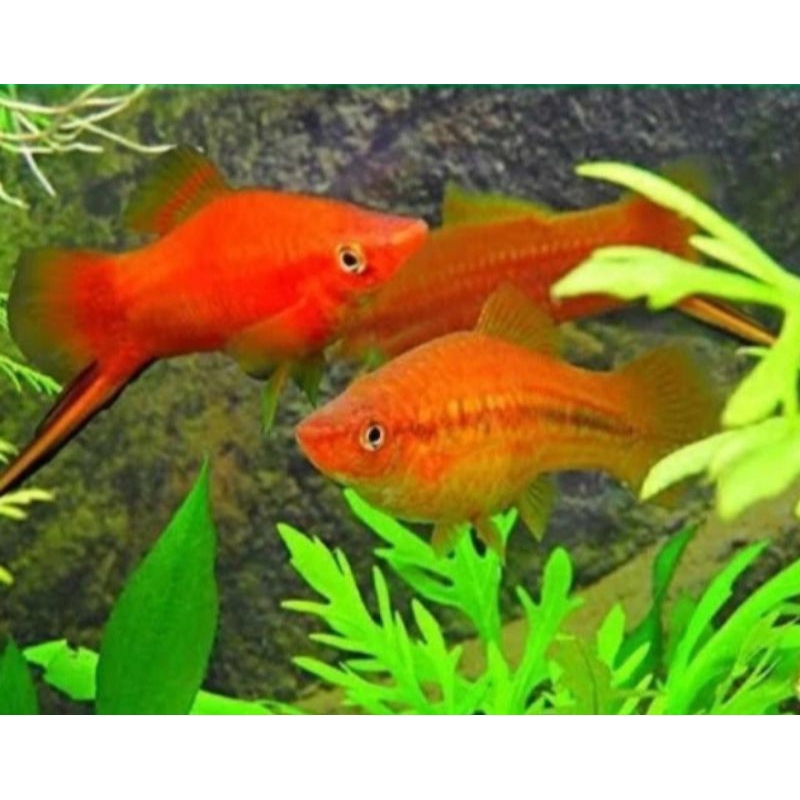ikan pedang atau swordtail