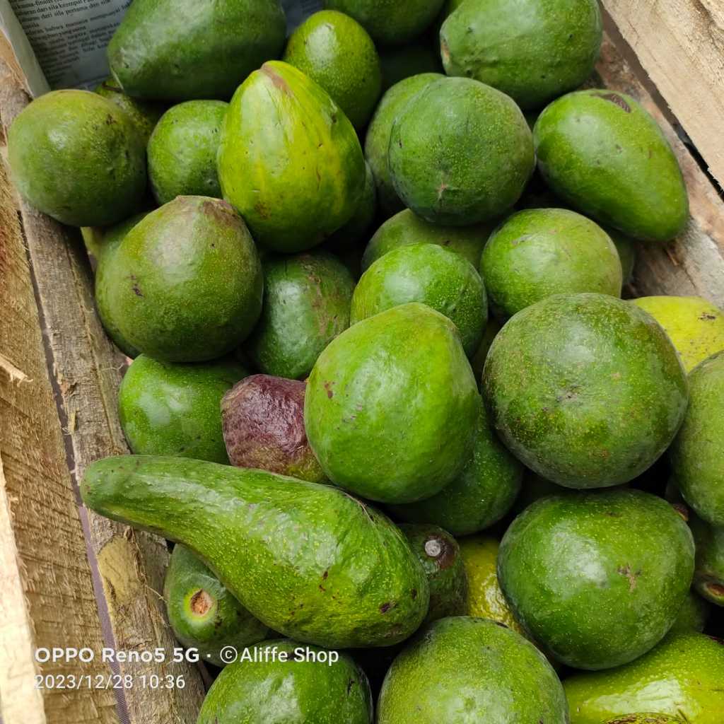 

1 KG Buah Alpukat