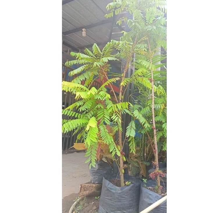 Belimbing wuluh jumbo/belimbing wuluh berbuah