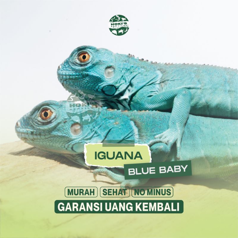 PELET IGUANA BLUE BABY BUKAN GREEN RED SEHAT RAKUS NO MINUS GARANSI