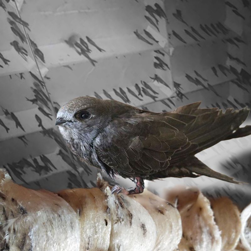 

Sarang burung walet asli langsung dari gedung walet, Kualitas Terjamin tanpa pengawet & pemutih