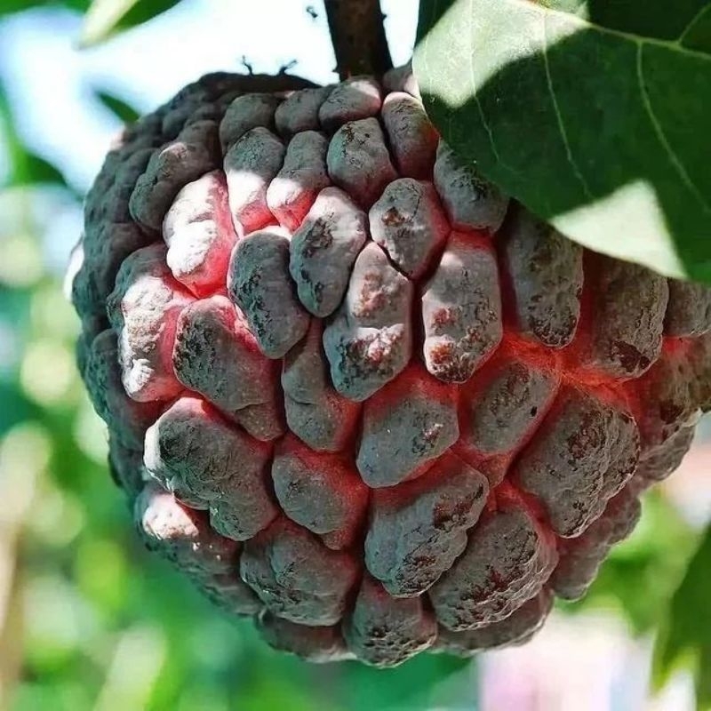 Bibit srikaya merah jumbo super manis