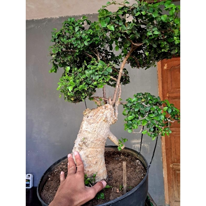 Bonsai serut besar mewah sesuai foto