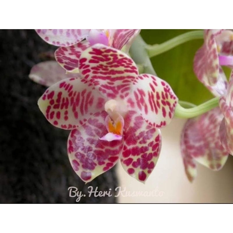 Phalaenopsis gigantea seedling