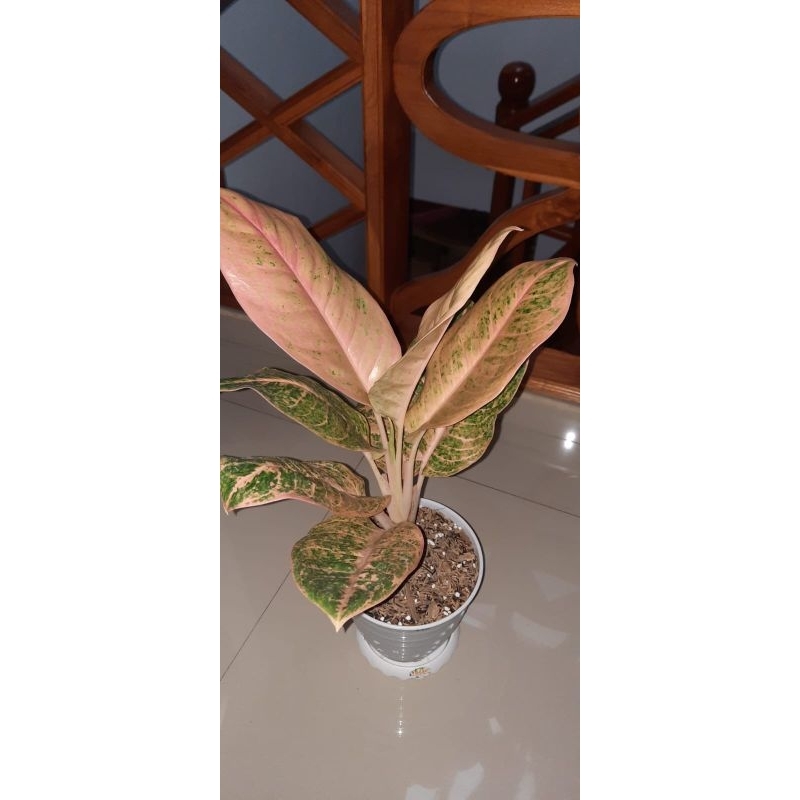 aglonema Harley queen