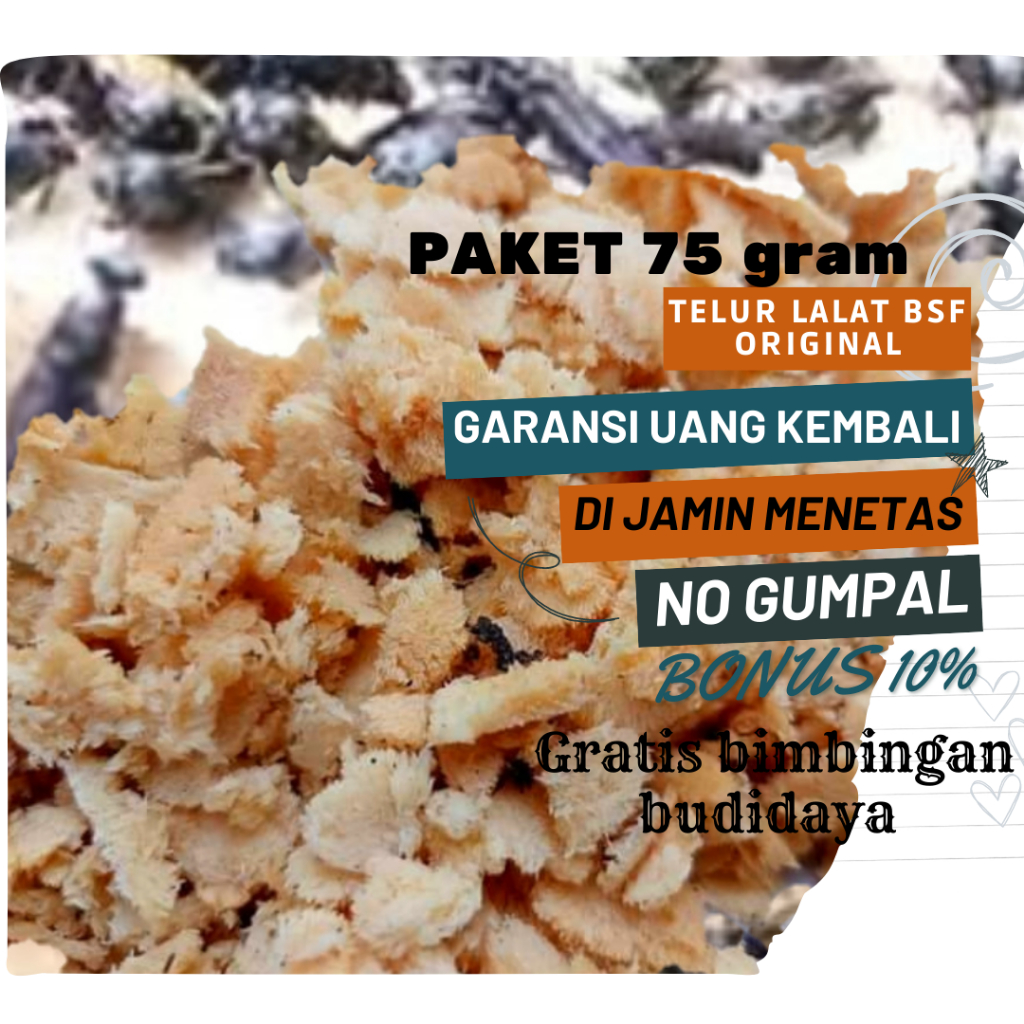 telur maggot bsf fresh termurah paket 75gram telur bsf super telur lalat bsf