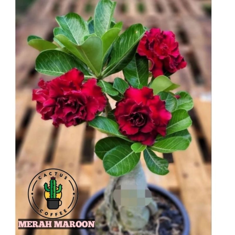 ADENIUM BUNGA TUMPUK BUNGA MERAH MAROON / TANAMAN HIAS BUNGA ADENIUM MERAH MAROON