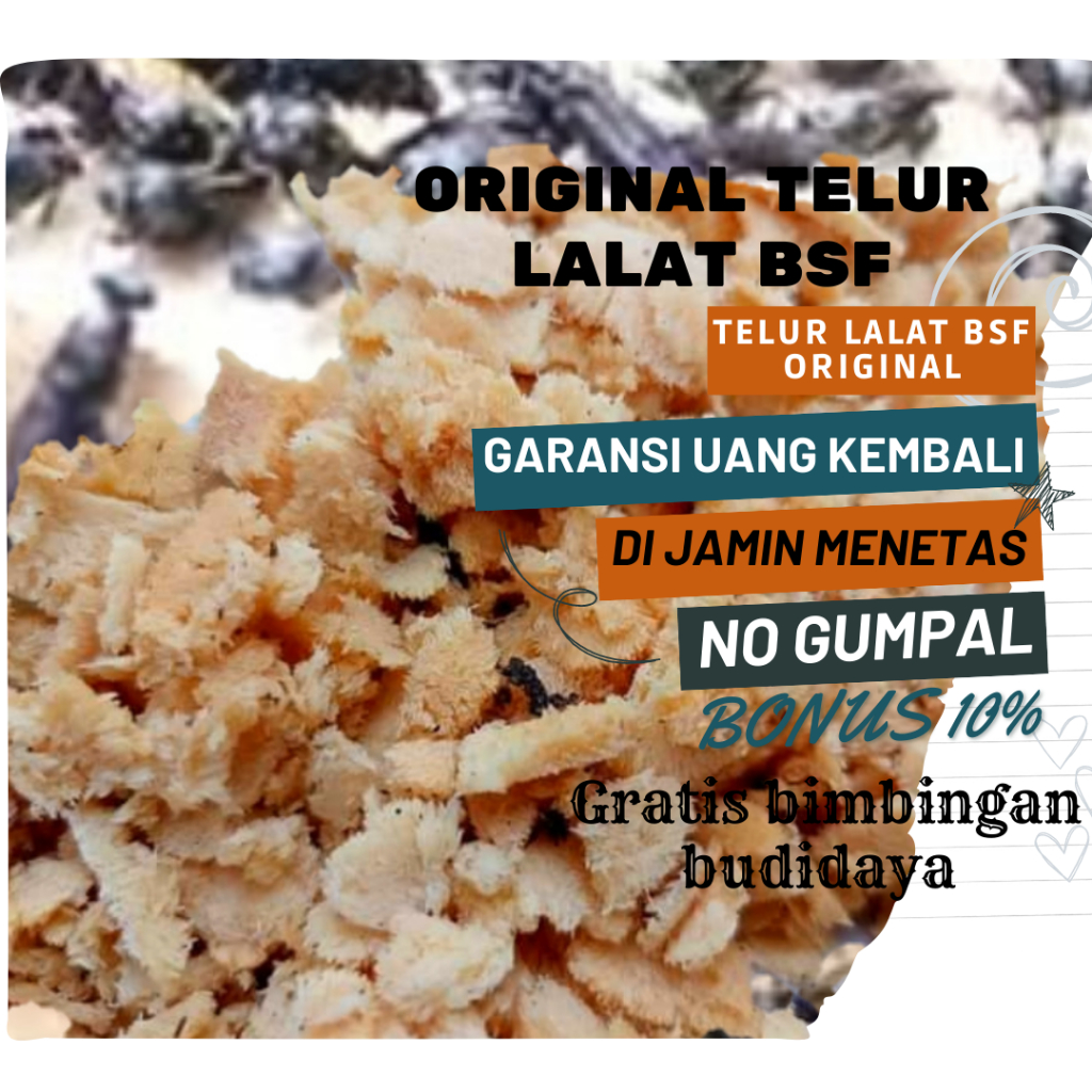 telur bsf fresh per gram termurah telur lalat bsf telur maggot bsf super
