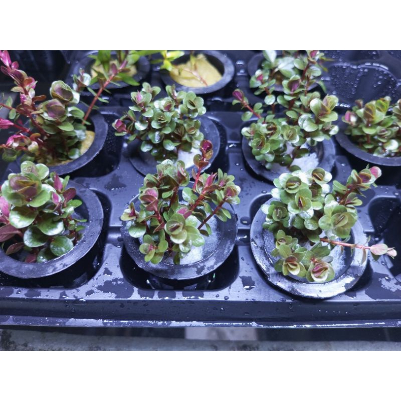 ROTALA BLOODRED | 12 BATANG