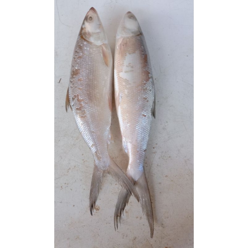 

Bandeng 1 kg