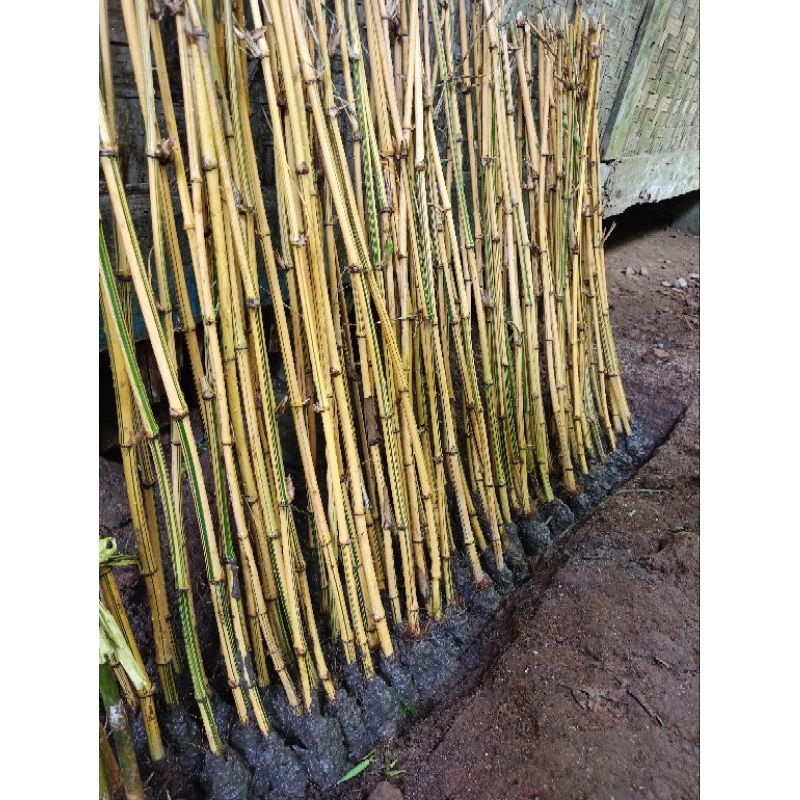 Bambu kuning Tanaman hias 100 cm Pring kuning