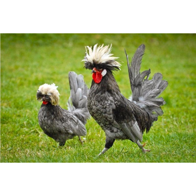 TELUR AYAM HIAS POLAND White Crested Black Polish UNTUK DITETASKAN