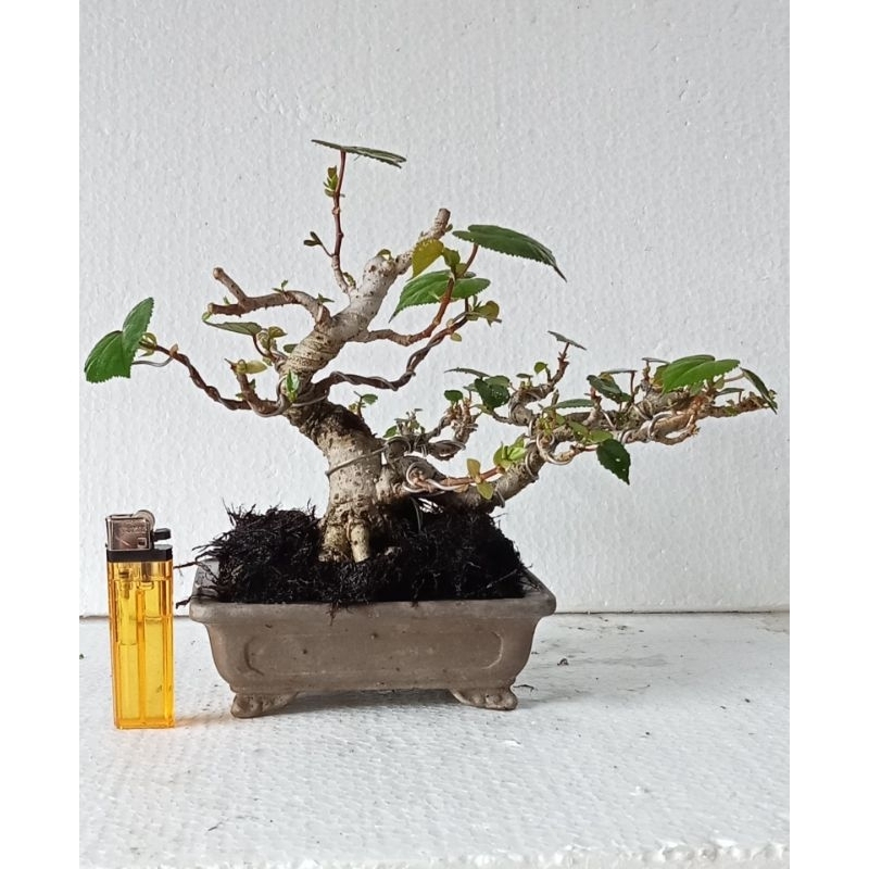 Bonsai Waru Taiwan