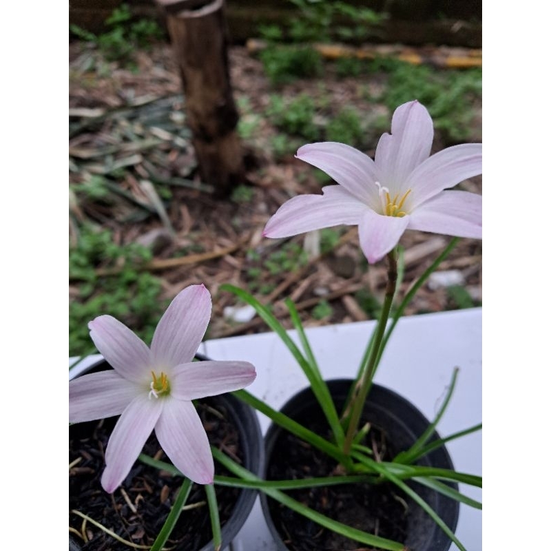 rain lily first love