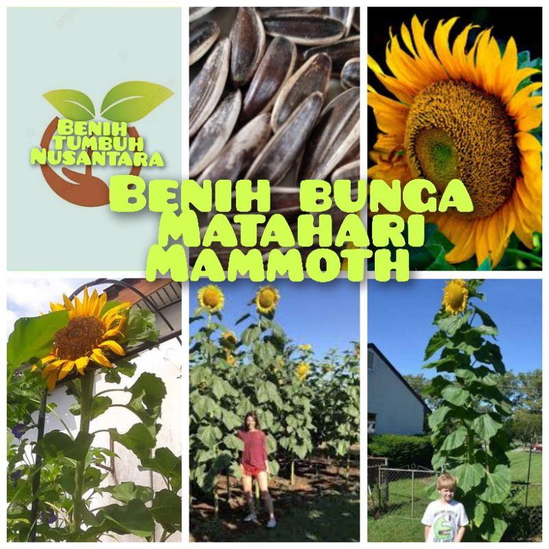 20 BUTIR BIJI/BENIH BUNGA MATAHARI MAMMOTH impor f1
