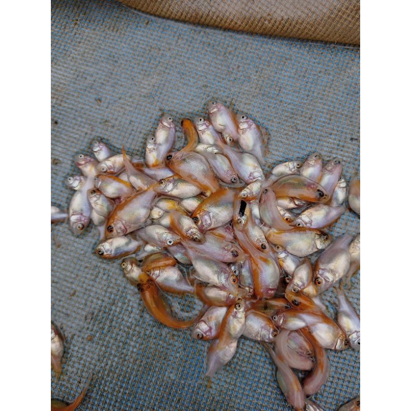 paket larva nila 100 ekor Bibit nila Bangkok