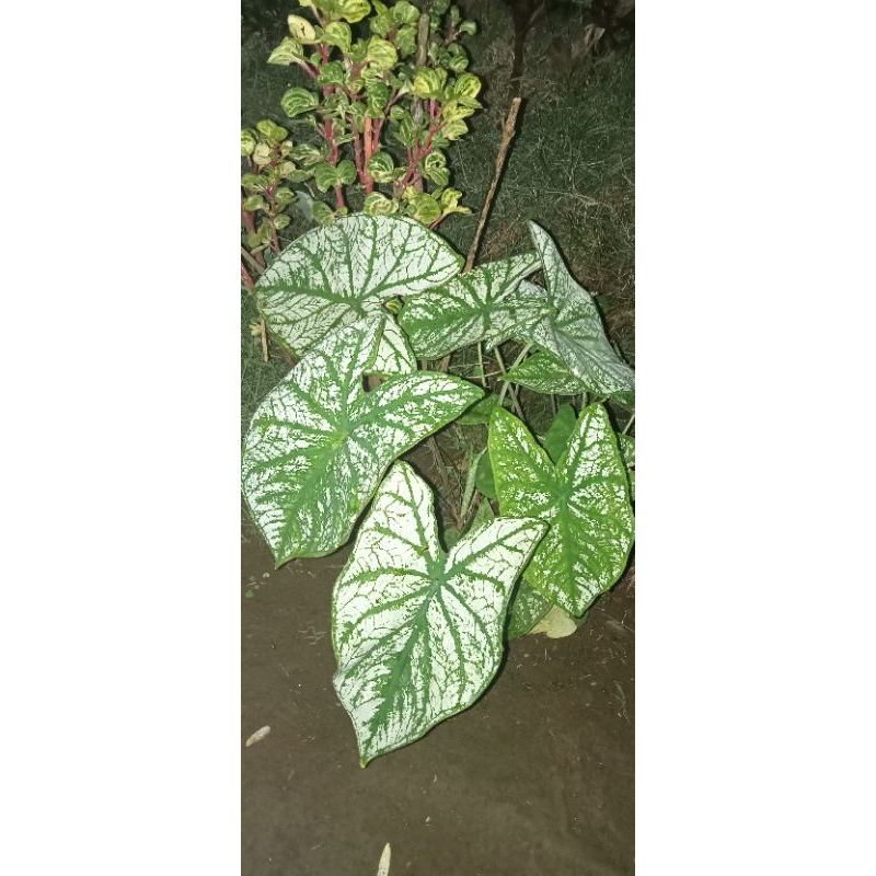 Bibit bunga hias taman mudah tumbuh