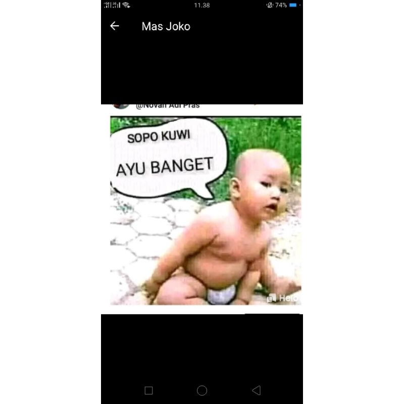 minyak lintah hitam asli papua