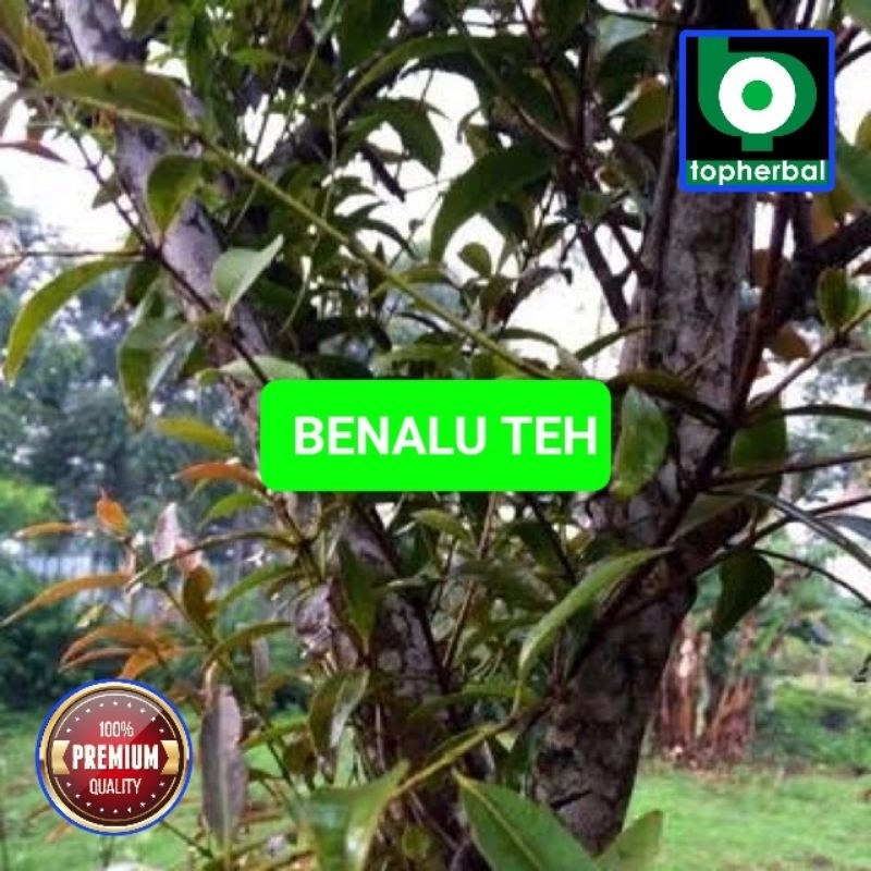 

Benalu Teh Fresh/Segar Baru Petik 1000 Gram