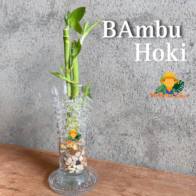 Promo satu set Tanaman bambu hoki air dalam vas ( hiasan meja )
