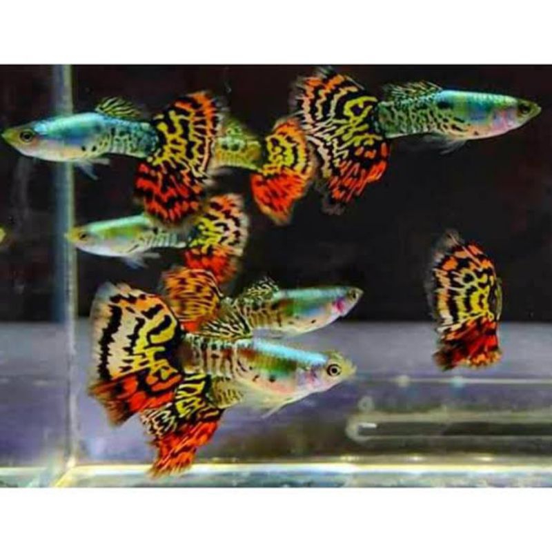 

Packing Styrofoam Guppy Yellow Tiger