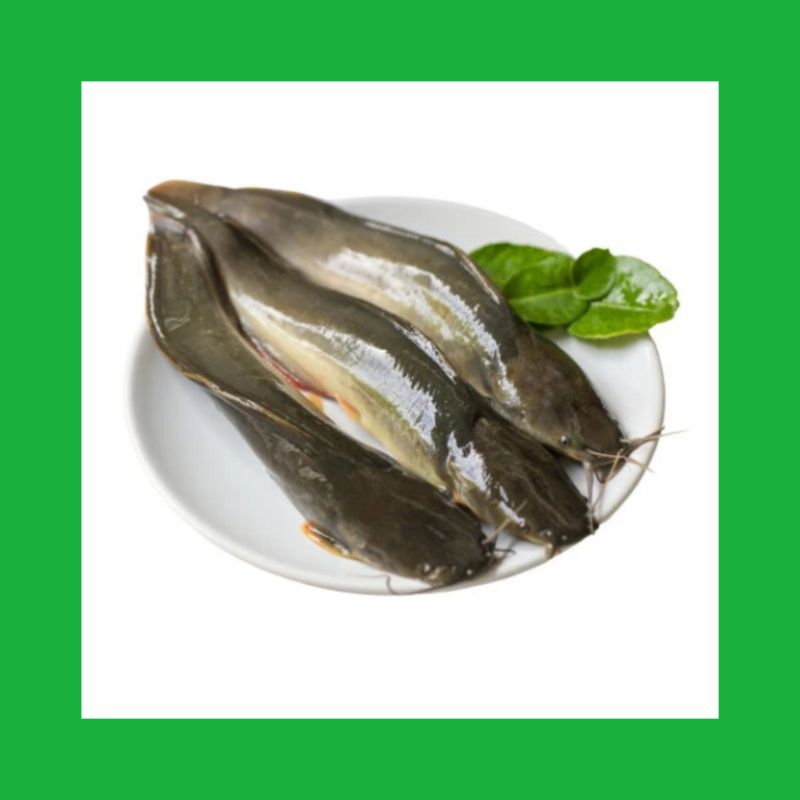 

Ikan Lele segar 500gr