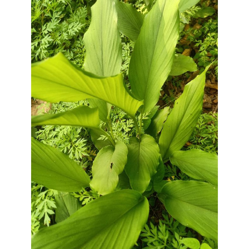 

daun kunyit segar Rp2000 (8 lembar)