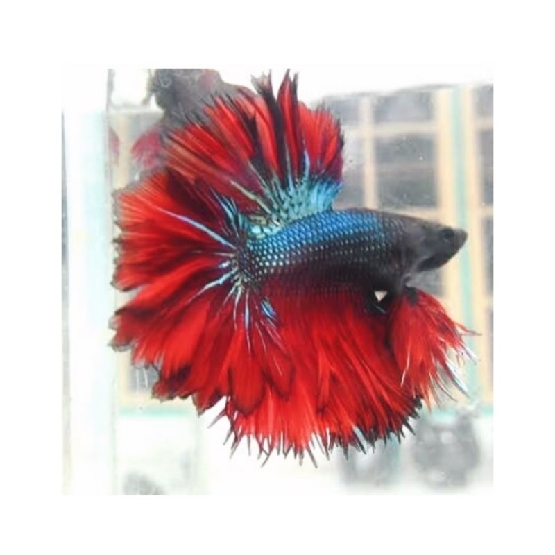 halfmon king rostail ginseng pejantan