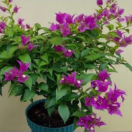 BIBIT BUGENVIL MIKRO SINGAPORE UNGU / SINGAPUR UNGU ORIAN BONSAI MURAH UNGGUL