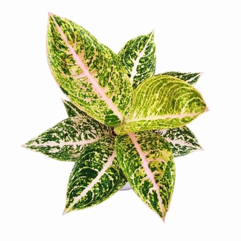 Tanaman Hias Aglonema Mutiara Bunga Hias Aglonema Aglaonema Mutiara Mutasi Perfect Tanaman Hias Hidu