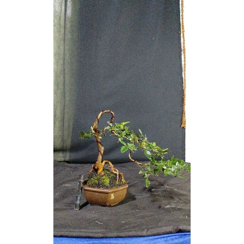 BONSAI JERUK KINGKIT SIAP PAJANG