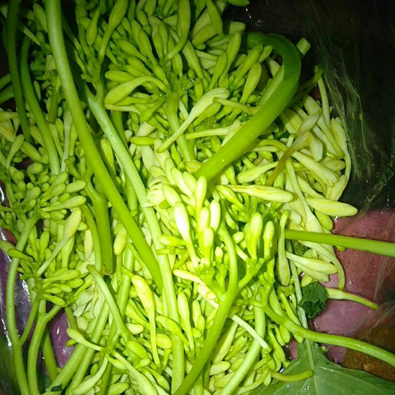 

Kembang Kates segar