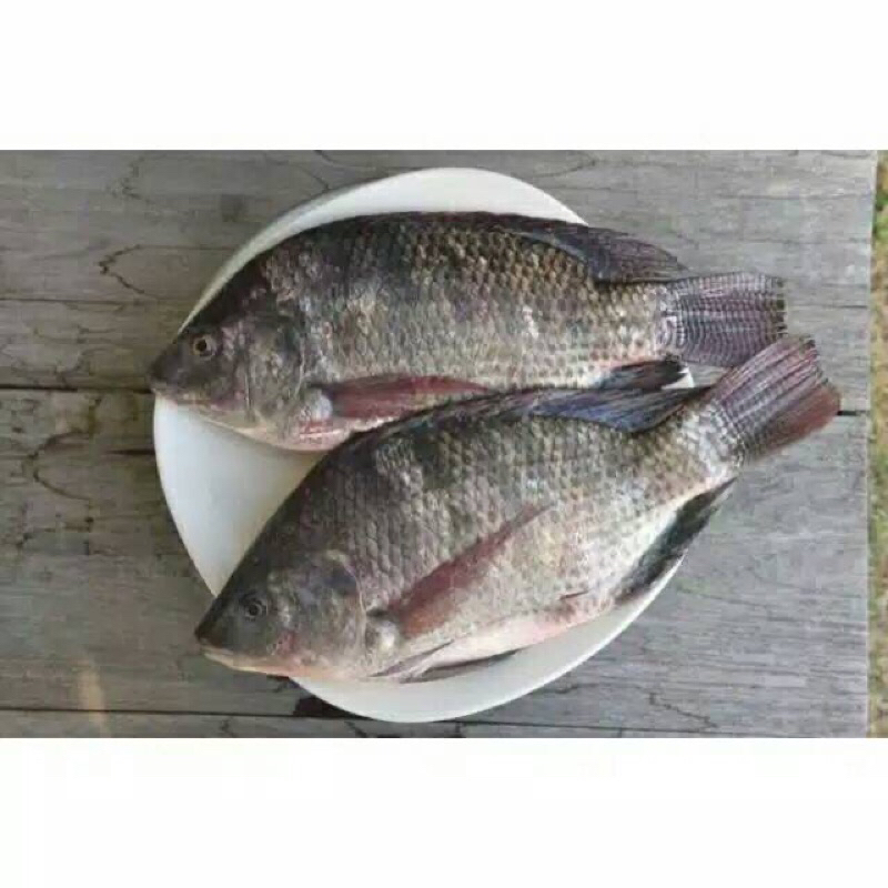 

ikan nila hitam ikan nila merah ikan nila segar