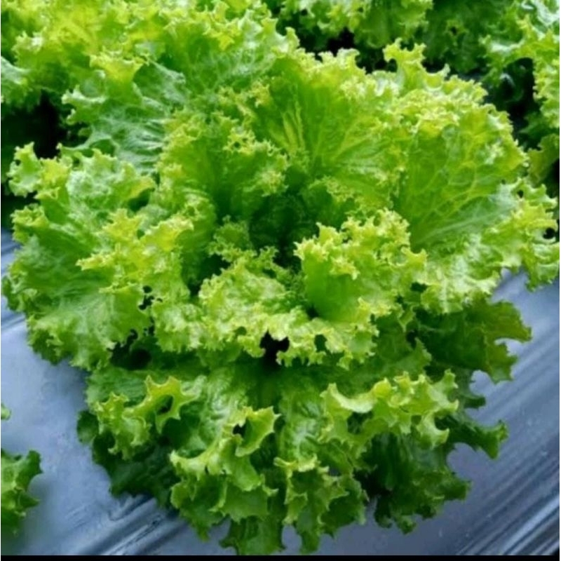 ±200 Benih Bibit Selada Hijau Keriting TLM