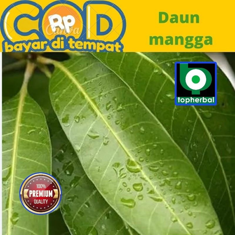 

Daun Mangga Fresh/Segar Organik 500 Gram