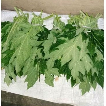 

Daun pepaya segar fresh / 1kg