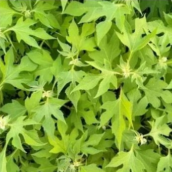 

Daun Insulin segar (kipahit) / 1kg