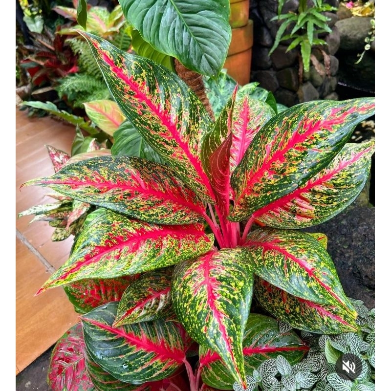 Tanaman Hias Aglonema Hot Lady Remaja 6-8 daun/  Tanaman Hias Bunga Aglaonema Hot Lady Murah Merah B