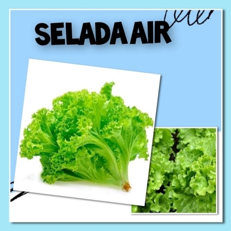Benih Selada Air F1 Hibrida Agrosid Bibit Tanaman Sayuran Rumahan Hidroponik