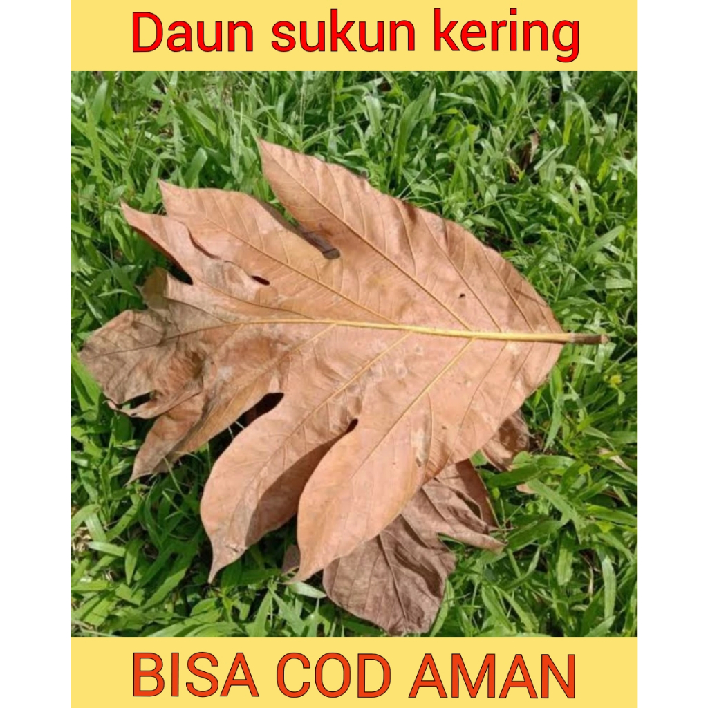 

daun sukun kering original 1 pack