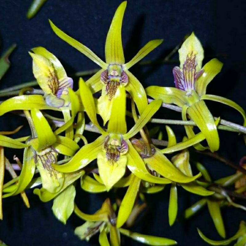 Dendrobium Capra - Anggrek Larat Hijau