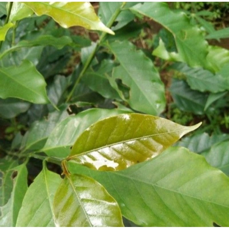 

daun kopi fresh herbal alami 500gram