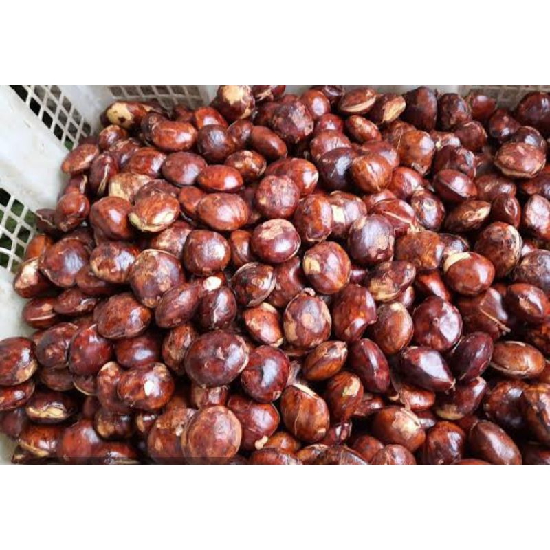 

jengkol tua 250grm, 500grm, 1kg